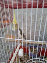 cuce qefes: Cut karella 1 yaslrindadilar. tam saglamdilar. yaxsi baxmisam. sadece — 3