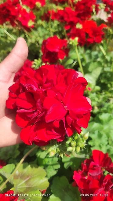 alma gulu: Məhsul: Qırmızı sardunya (Pelargonium) saksı gülü Təsvir: - Parlaq — 1