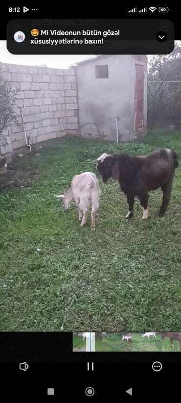 sort keciler: Məhsul: Qoyun-keçi təsərrüfatı üçün keçilər Təsvir: - Şəkillərdə 3 — 9