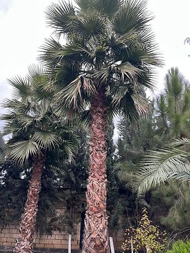 en gozel dibcek gulleri: Palma Vaşinqton palmalari bütün razmerler ən ucuz qiymət. catirilma — 7