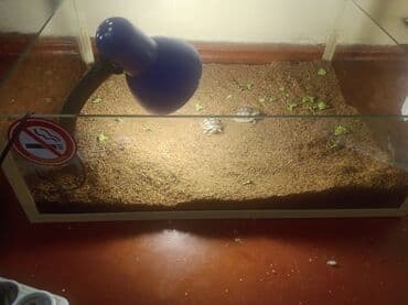 İtlər: Qurbağa terrarium dəsti – quraşdırılmış və istifadəyə hazır - Şüşə — 2