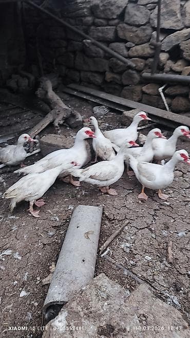macar ördek: Lal ördəkləri 9 dənə Bakı şəhəri Nardaran qəsəbəsi istəyən olsa — 2