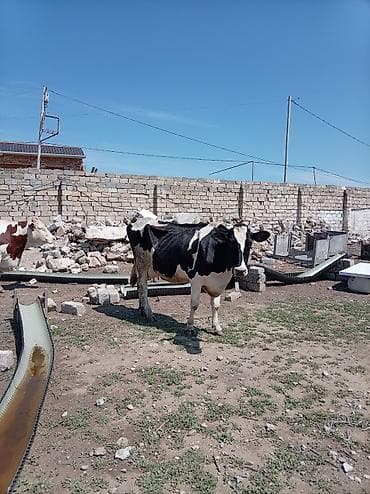 şvis inək: Südlük inək – 4 baş - Cins: qarışıq südlük (qara-ağ və ağ-qəhvəyi — 4