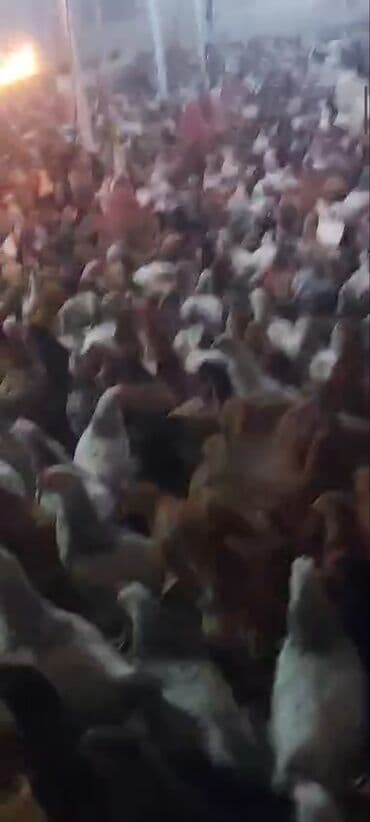 hovsan toyuq fermasi: Toyuq, Yumurtalıq, Ünvandan götürmə, Ödənişli çatdırılma — 4