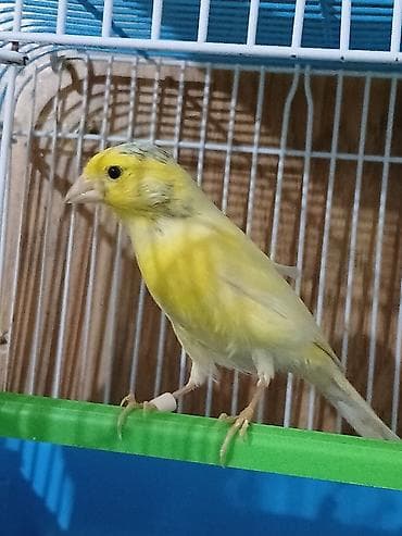 Pişiklər: Bulbul kanareyka satiram. arginal bulbuldu. maskovisqi sortudu — 2