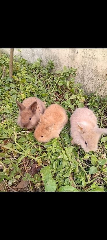 Keçilər, çəpişlər: Ev üçün dekorativ dovşan balaları - Cins: dekorativ (xırda bədən — 1