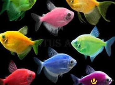 it bala: Akvarium bitkiləri gübrələr və balıqlar. Akvariumların dizayn olunması — 3