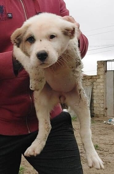 приют для животных в баку адрес: Самка, С прививками — 7