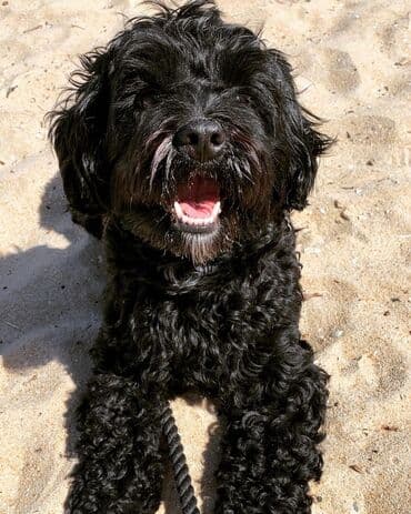 mini pudel: Pudel, 2 il, Dişi, Peyvəndli, Ünvandan götürmə — 3