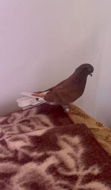 geref quşu: Yaxşi ərkəy axtaranlar belə saz ərkəy var satiram isdeyen əlaqə — 1