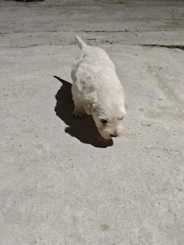 xaski balasi: Golden retriver ( erkek) pudel (dişi) cütleşmesinden olub 1 erkek 1 — 2