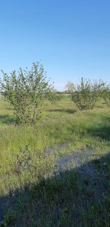balaxanıda ucuz torpaq 2020: 67 sot, Kənd təsərrüfatı, Mülkiyyətçi — 8