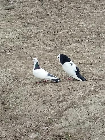 Аквариумы: Cüt dekorativ göyərçin - Növ: dekorativ/döyüşən tipli göyərçinlər (ağ — 3