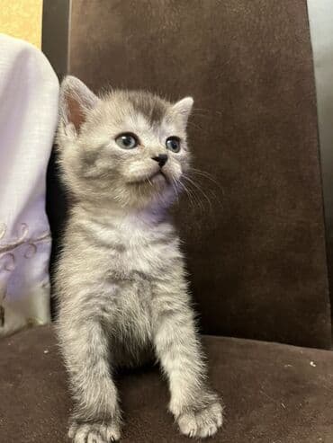 tovuz quwu: Oglandi 15.11.25 dogulub. Qum terbiyesi yeme oyredilib — 8