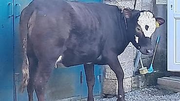 balalı inək: Birinci qarına düyə di təmiz qan smentaldı martın axırda doğacaq — 5