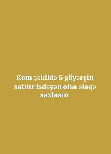 Hazır çüt də var içibdə üçü oynaq isdəyən olsa buyursun əlaqə saxlasın