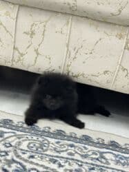 собака шпиц: купить: Шпиц, 2 месяца, Самец, Самовывоз — 6