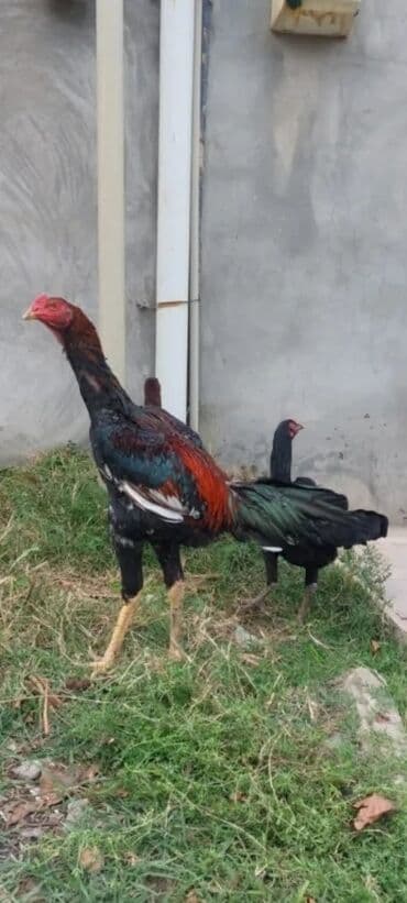 çoban iti adlari: Toyuq, Damazlıq — 2