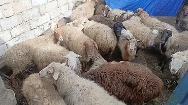 Зоотовары: Satış üçün xırdabuynuzlu heyvan sürüsü - Növlər: qoyun və keçi — 3