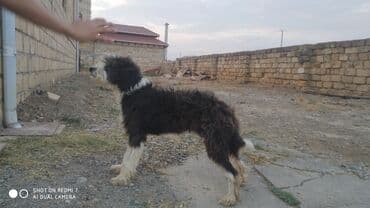 сколько стоит миниатюрный пудель: 1 год, Самец, Самовывоз — 3