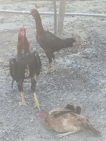 K/t heyvanları və malları: Toyuq, Damazlıq — 3
