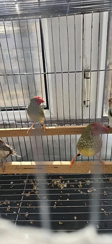 Amadin trasnik,2sidə erkəkdi — 1