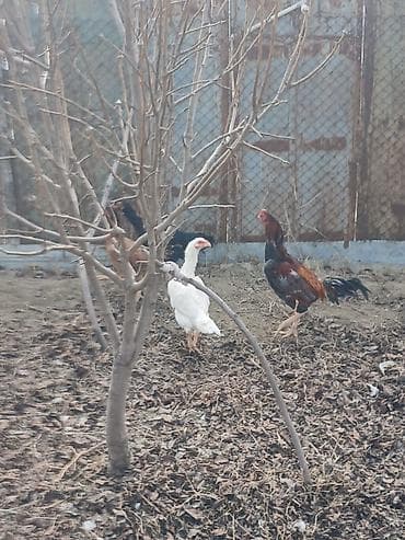 Balıqlar: Türk cinsi döyüşkənlər.1yaş yarımlıqdılar.1xoruz 4 fərə .xoruz 70 — 4