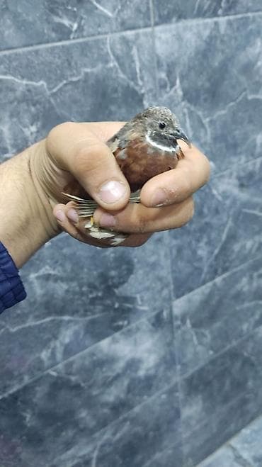 Çin bildirçinleri hamsi hazır yumurtax quşlardi .müxtəlif renqlerde — 4