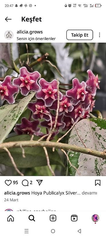 Клининговые услуги: Hoya — 1