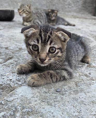 col pisiyi: Dişi — 3