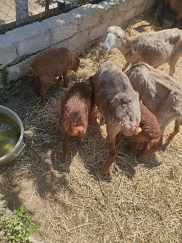 goyercin berde type 0: Cavan ana balla qoyunllardi hec bir diwi tukulmuyub yunllarda — 5