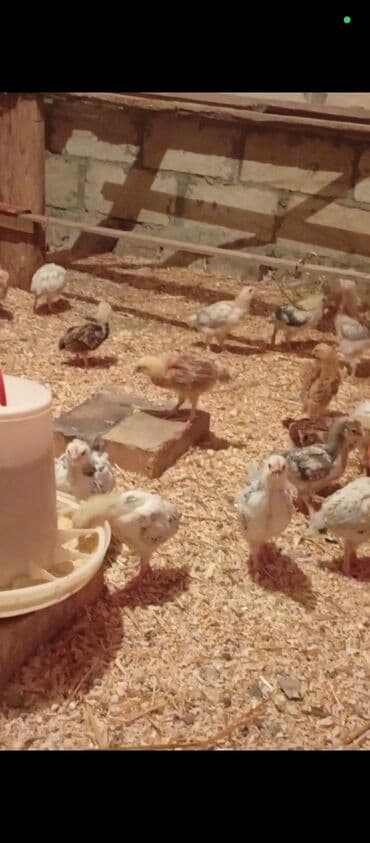 Bildirçin: Toyuq cücələri, Ətlik — 2