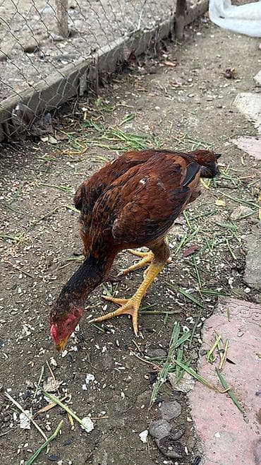 toyug cuce: Toyuq cücələri, Damazlıq — 1