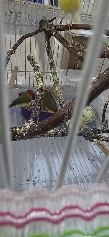 Amadin trasnik,2sidə erkəkdi,qiymət cütü 90 azn,işimlə əlaqədar olaraq