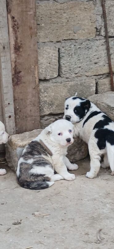 Alabay, 1 ay, Erkek, Peyvəndli, Ödənişli çatdırılma