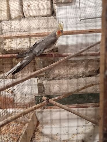 Tutuquşları: Yaşı 1,5 erkəkdir qızğın quşdur — 6