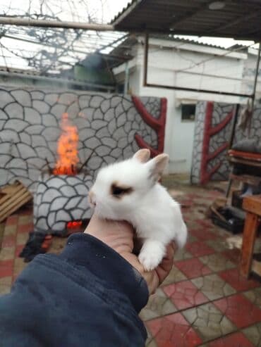 работа выгул собак бишкек: Karlik dovsan lar var satisda Vatsapda aktivdi Dovsan ayit Qefes de — 12