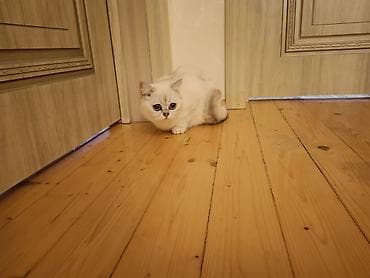 britain pisiyi satilir: Britan — 1