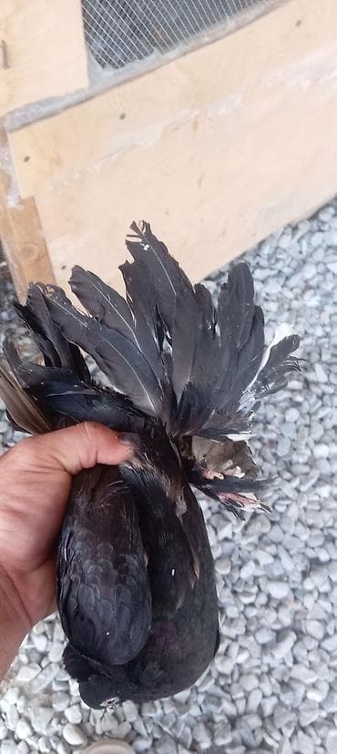 drakon goyercin: Super iri lələyli tam sağlam erkəy. Lələyləri çoxu stüldü — 5