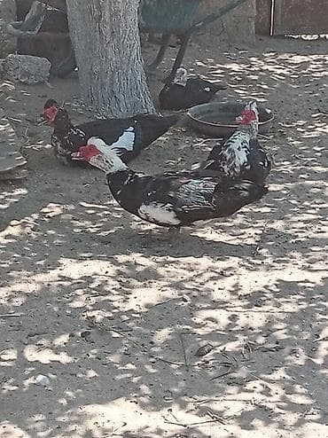 4ərkək bir dişi satılır 5biryerde 170 manat — 4