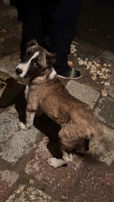 Alabay, 2 ay, Dişi, Cütləşmə üçün, Ünvandan götürmə