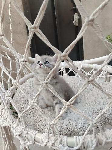 bakida it bazari: Şotland, Erkək, Dişi — 4