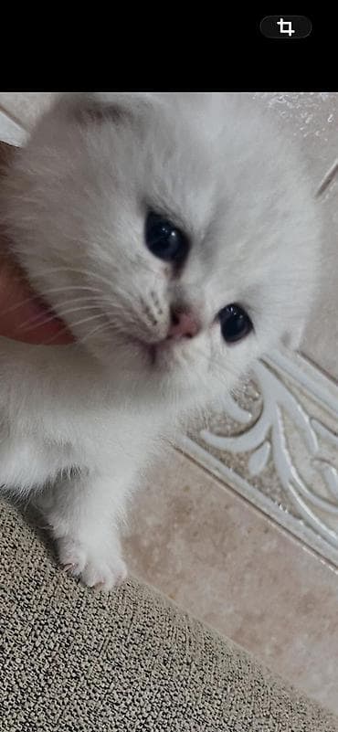 Şotland yastı qulaq