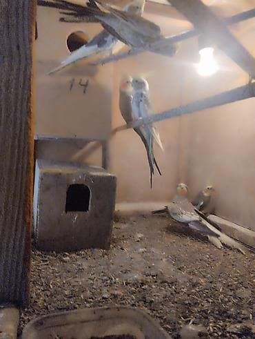 essek sekli: Korella (Cockatiel) cütləri və sürü – satılır - Növ: Korella — 7