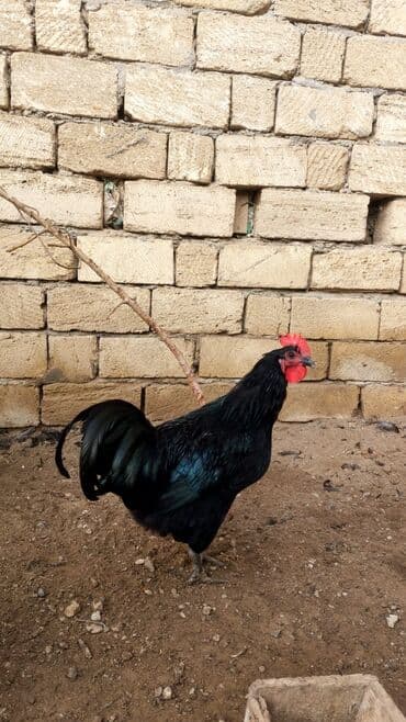 хаски цена в баку: Курица, Australop, Для разведения, Самовывоз — 3