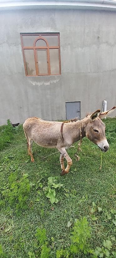 doberman erkek: Xidmət/heyvan: Eşşək Eşəy satlir xaçmazdadi Təsvir: - Saxlanılması — 4