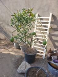 Bitki dərmanları: Limon ağaclari — 2