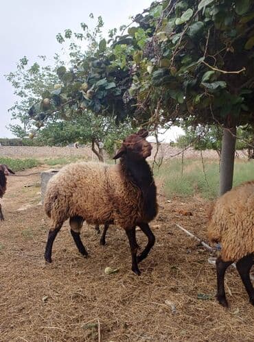 it etibarli ellere verilir: Erkək, il: 1, Damazlıq, Ünvandan götürmə — 4