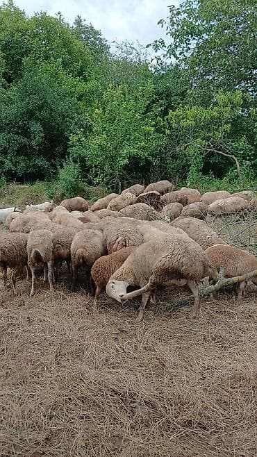 kitab refi satilir: 40 baş ana qoyun 1 erkək, quzu ilə bir yerdə 80 başdı. 30.000 — 1