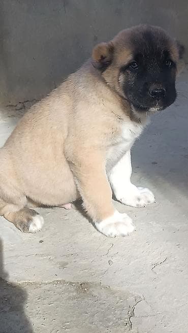 xasqi balaları: Kanqal — 2